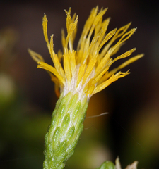 Ericameria cuneata cuneata