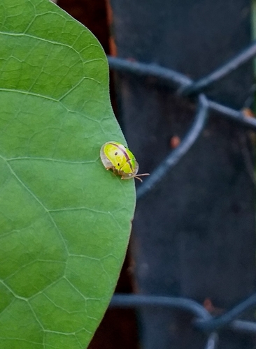 Indian Green Tortoise Beetle