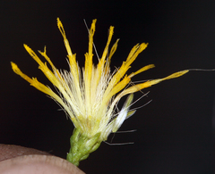Ericameria cuneata cuneata