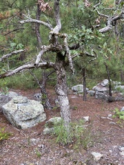 Quercus boyntonii