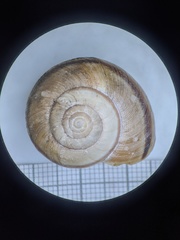 Helminthoglypta phlyctaena
