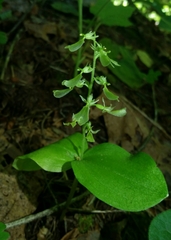 Neottia convallarioides