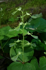 Neottia convallarioides