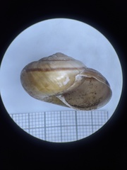 Helminthoglypta phlyctaena