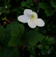 Anemonastrum deltoideum
