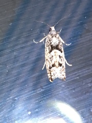 Pseudexentera spoliana