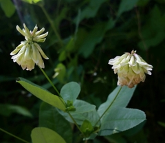 Trifolium howellii