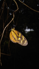 Mechanitis polymnia lycidice