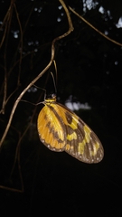 Mechanitis polymnia lycidice