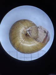 Helminthoglypta phlyctaena