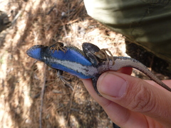 Sceloporus graciosus vandenburgianus