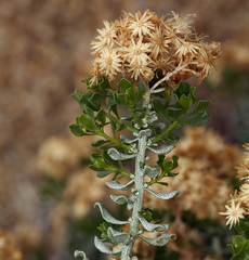 Ericameria cuneata cuneata