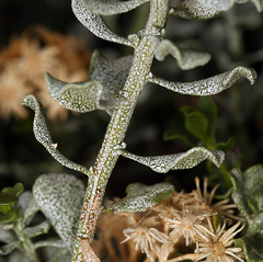 Ericameria cuneata cuneata