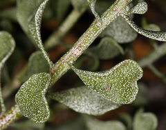Ericameria cuneata cuneata