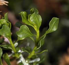 Ericameria cuneata cuneata