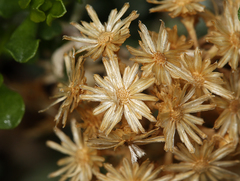 Ericameria cuneata cuneata