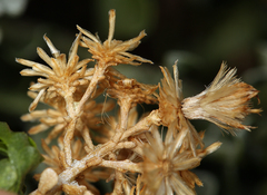 Ericameria cuneata cuneata