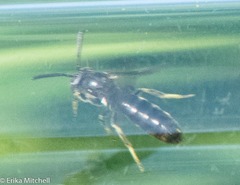 Protandrena andrenoides