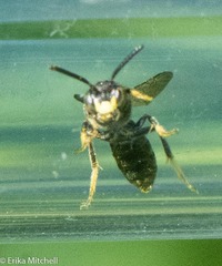 Protandrena andrenoides