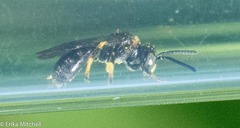 Protandrena andrenoides