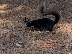 Sciurus niger niger
