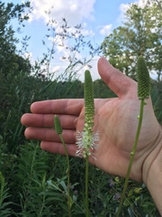 Sanguisorba canadensis