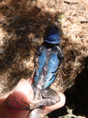 Sceloporus graciosus vandenburgianus