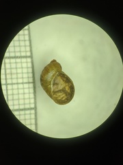 Succinea indiana