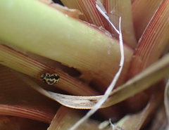 Anisosticta bitriangularis