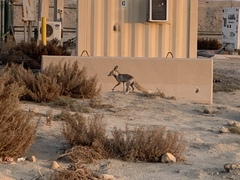 Vulpes vulpes arabica