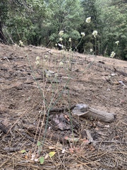 Euphilotes enoptes tildeni