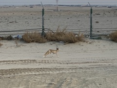 Vulpes vulpes arabica