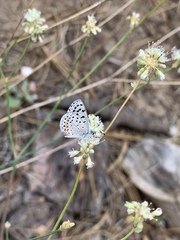 Euphilotes enoptes tildeni