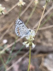 Euphilotes enoptes tildeni