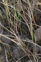 Lilaeopsis chinensis