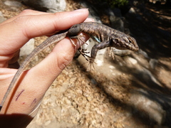 Sceloporus graciosus vandenburgianus