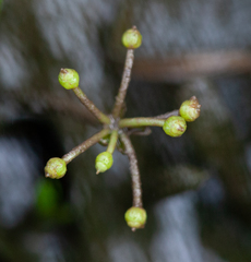Lilaeopsis chinensis