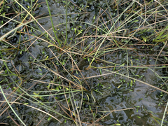 Lilaeopsis chinensis