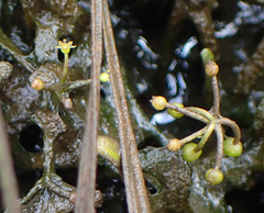 Lilaeopsis chinensis