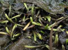 Lilaeopsis chinensis