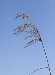 Scirpus longii