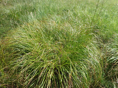 Scirpus longii