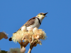 Cissomela pectoralis