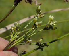 Scirpus longii