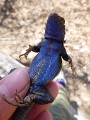 Sceloporus graciosus vandenburgianus