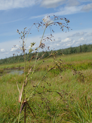 Scirpus longii