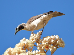 Philemon argenticeps