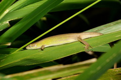 Takydromus stejnegeri