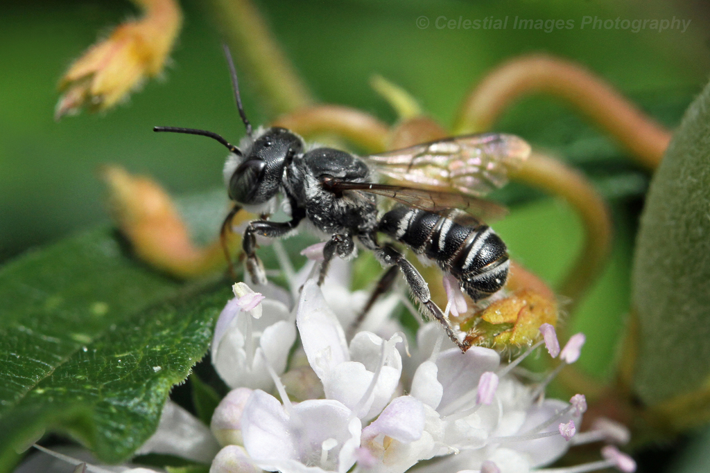 Megachile exilis