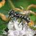 Megachile exilis - Photo (c) Celeste, algunos derechos reservados (CC BY-NC), subido por Celeste